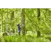 Высоторез Greenworks GD60PST25аккум. (1402107)